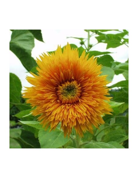 Graines Helianthus annuus Double (Tournesol géant)