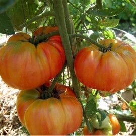 Tomate Old German (Tomate ancienne)