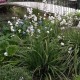 Libertia grandiflora (Iris de Nouvelle-Zélande)