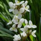 Libertia grandiflora (Iris de Nouvelle-Zélande)
