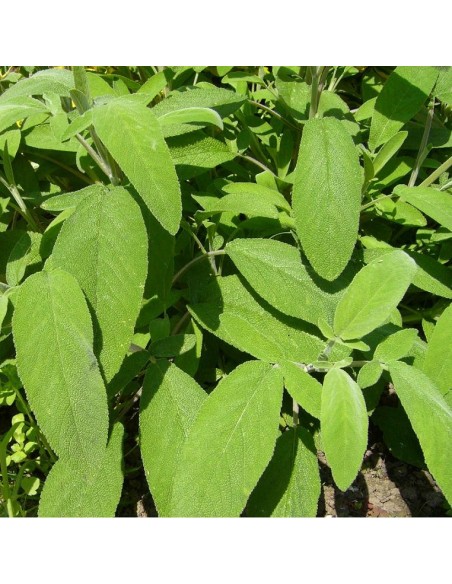 Graines Sauge officinale 