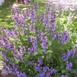 Graines Sauge officinale 