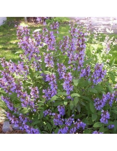 Graines Sauge officinale 