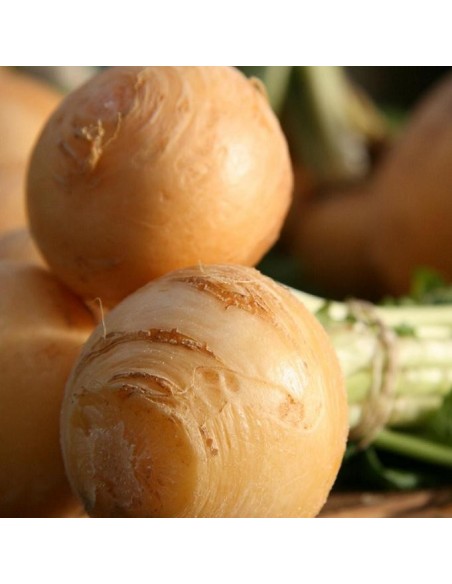 Graines navet jaune Boule d'or