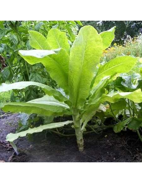 Graines Laitue asperge