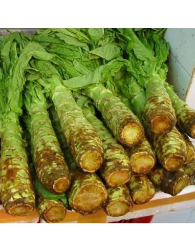Graines Laitue asperge