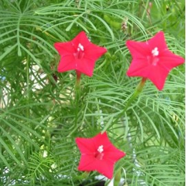 Graines Ipomea quamoclit (Ipomée, liane paradis)