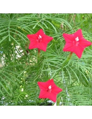 Graines Ipomea quamoclit (Ipomée, liane paradis)