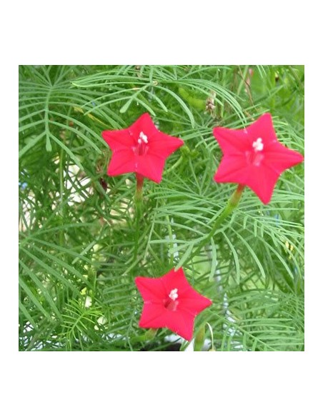 Graines Ipomea quamoclit (Ipomée, liane paradis)