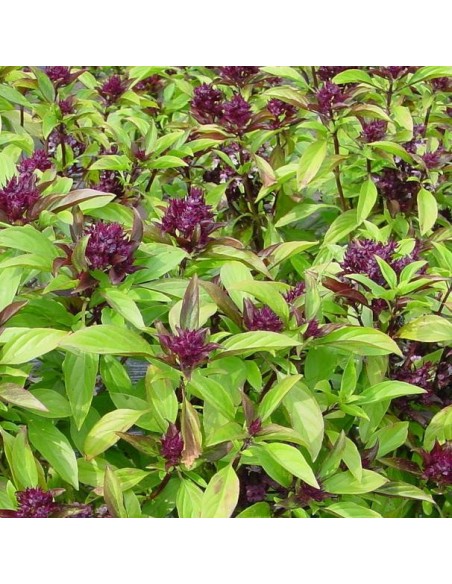 Graines Basilic Thai