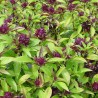 Graines Basilic Thai