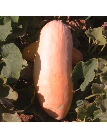 Graines Courge 'Pink Jumbo Banana'