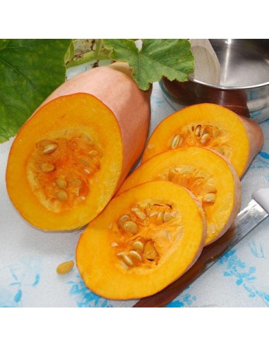 Graines Courge 'Pink Jumbo Banana'