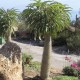 Graines Pachypodium Geayi (Palmier de Madagascar)