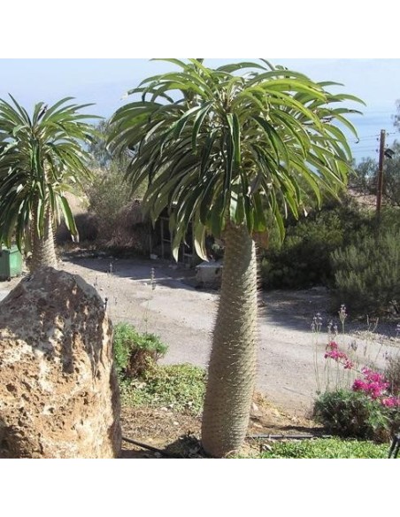 Graines Pachypodium Geayi (Palmier de Madagascar)