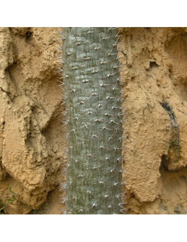 Graines Pachypodium Geayi (Palmier de Madagascar)