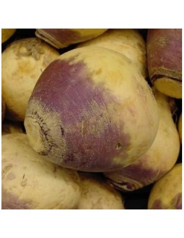 Graines Rutabaga (Choux Siam)