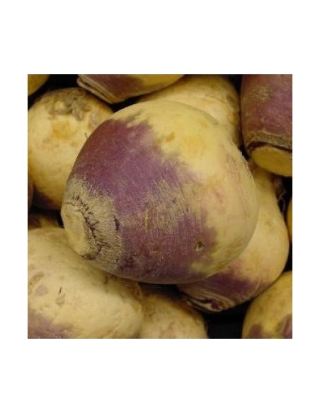 Graines Rutabaga (Choux Siam)