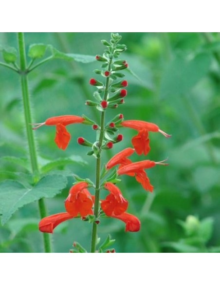 Graines Salvia coccinea (Sauge rouge écarlate)