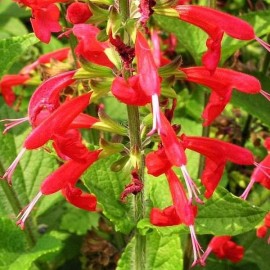 Graines Salvia coccinea (Sauge rouge écarlate)