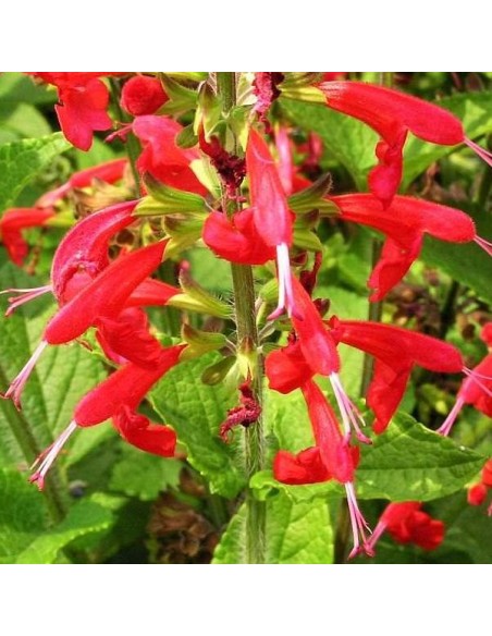 Graines Salvia coccinea (Sauge rouge écarlate)