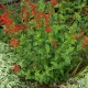 Graines Salvia coccinea (Sauge rouge écarlate)
