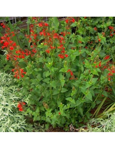 Graines Salvia coccinea (Sauge rouge écarlate)