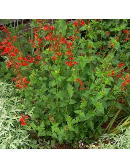 Graines Salvia coccinea (Sauge rouge écarlate)
