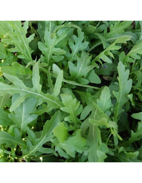 Graines Roquette