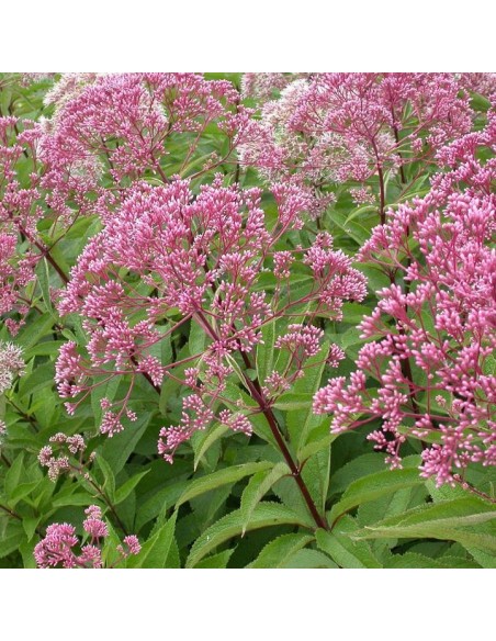 Graines eupatorium maculatum (Eupatoire)