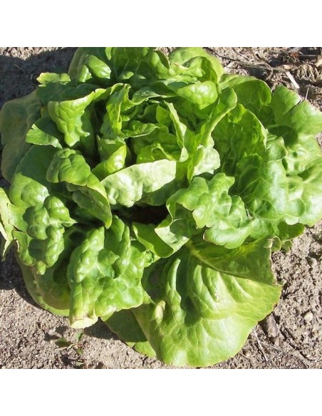 Graines Laitue Buttercrunch (Laitue beurre)