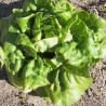 Graines Laitue Buttercrunch (Laitue beurre)
