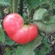 Graines Tomate ancienne 'Giant Belgium Pink'