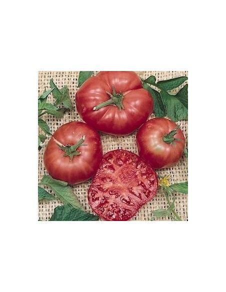 Graines Tomate ancienne 'Brandywine Red'