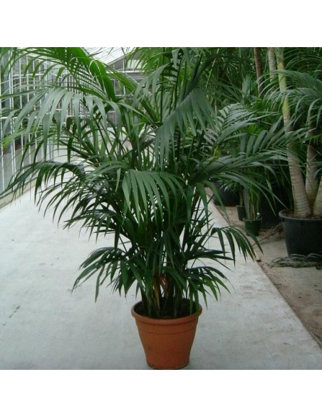 Graines Howea forsteriana (Kentia)
