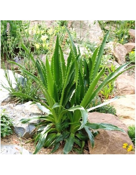 Graines Eryngium agavifolium (Chardon bleu)