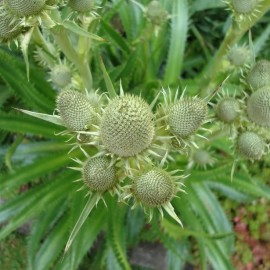 Graines Eryngium agavifolium (Chardon bleu)