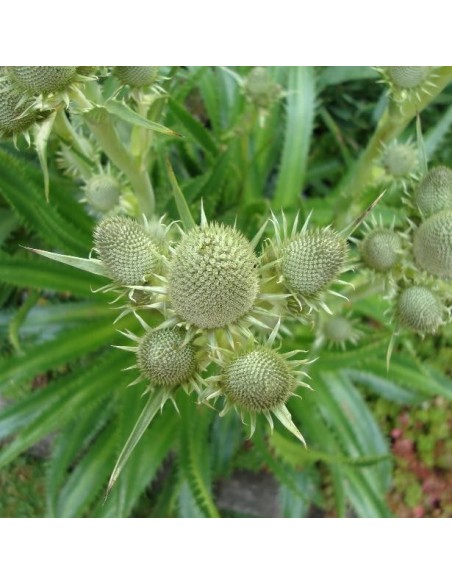 Graines Eryngium agavifolium (Chardon bleu)