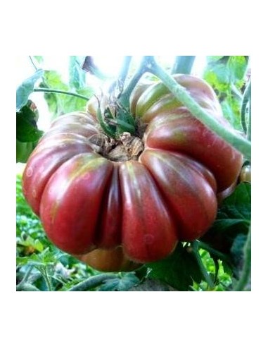 Graines Tomate ancienne violette 'Purple Calabash'