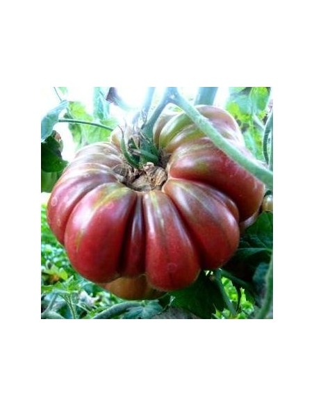 Graines Tomate ancienne violette 'Purple Calabash'