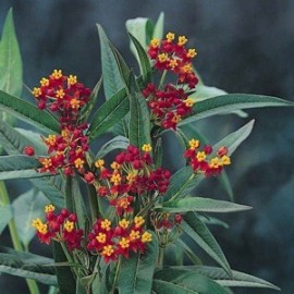 Asclepias curassavica