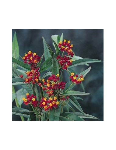 Asclepias curassavica