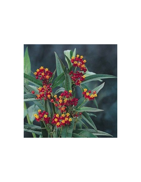 Asclepias curassavica
