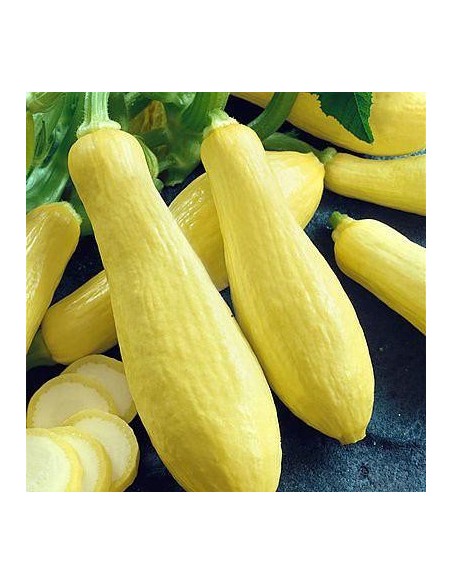 Graines Courgette 'Prolific Straightneck'