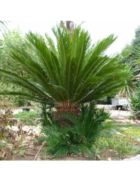 Graines Cycas revoluta (Cycas du japon)