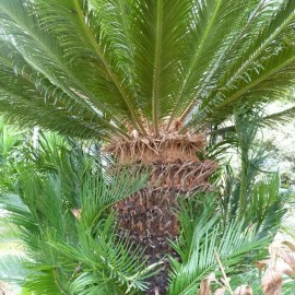 Graines Cycas revoluta (Cycas du japon)