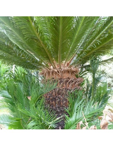 Graines Cycas revoluta (Cycas du japon)