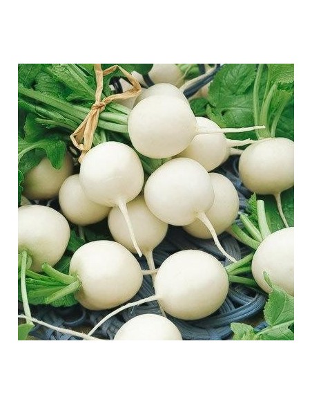 Graines Radis rond blanc
