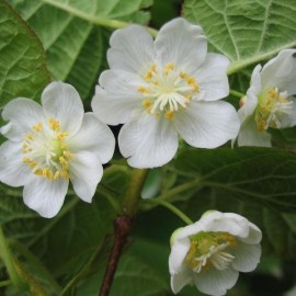 Graines ACTINIDIA kolomikta (Kiwi ornemental)
