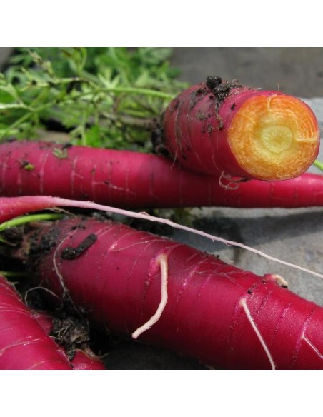 Graines Carotte 'Cosmic purple'